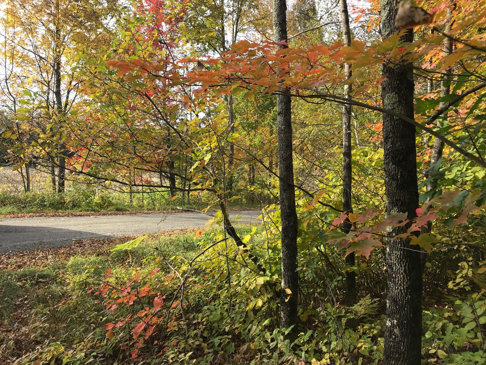 Lot 8 Oliver Hill Road Garland, ME 04939 - Photo 8 of 12 IMG_3805