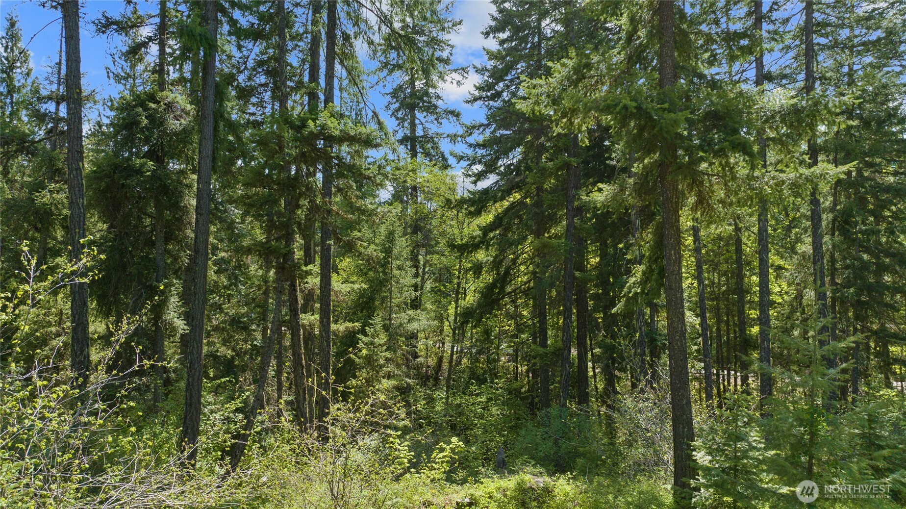 9 Salmon La Ronald, WA 98940 - Photo 3 of 9 a view of a lush green forest