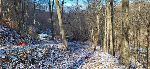 a view of a dry yard with trees and bushes