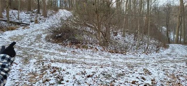 a view of a backyard with large trees