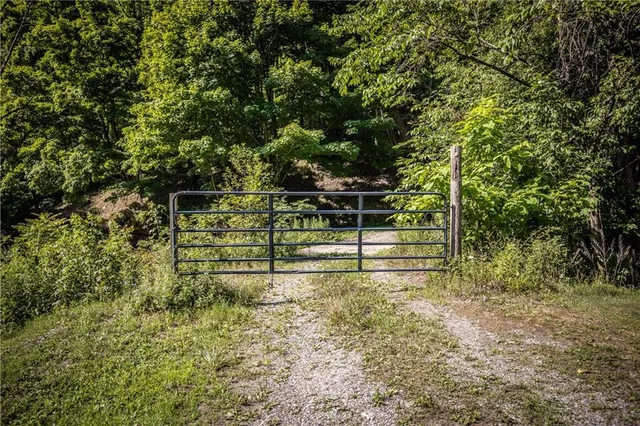 a view of a garden with plants