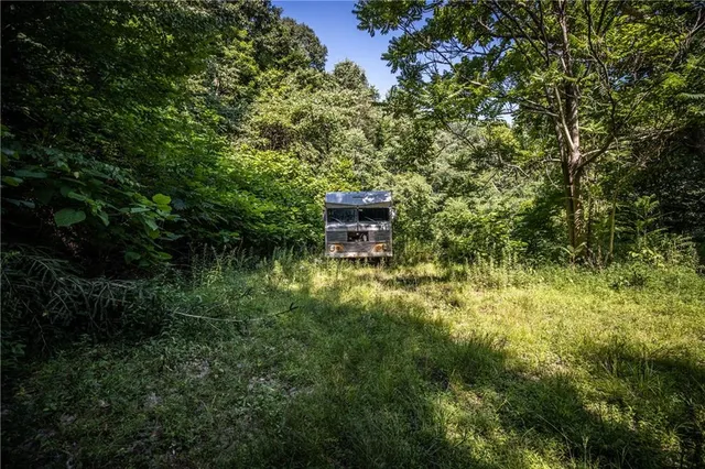 a view of a forest with trees in the background