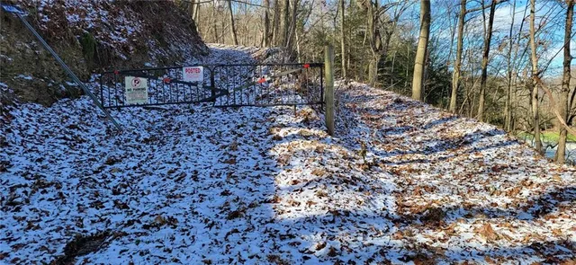 a view of a lush green forest