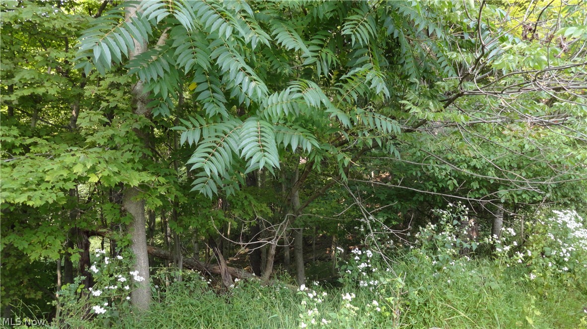 Tbd Bryden Road Weirton, WV 26062 - Photo 3 of 11