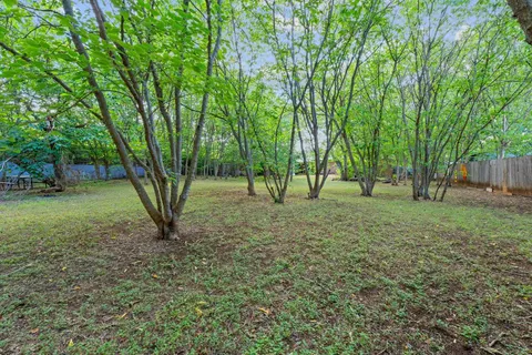 a view of a tree in the middle of a yard