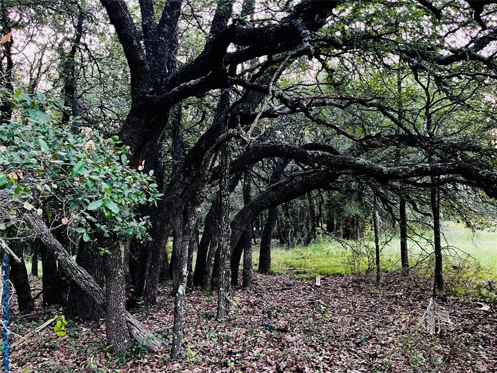 701 County Road 319 Early, TX 76802 - Photo 10 of 33 View of wooded area