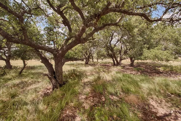 a view of tree