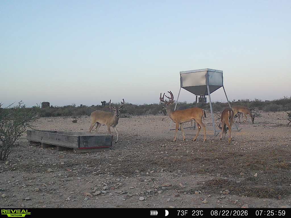 -bendle Rd Bendle Road Dryden, TX 78851 - Photo 27 of 31 Expansive acreage provides a natural habitat under wide open skies.