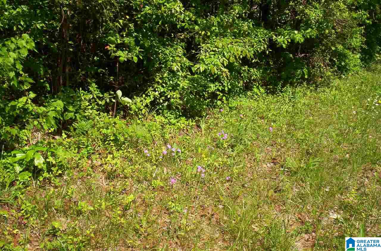 Old Pineywoods Road, Unit 1 6 Jasper, AL 35504 - Photo 5 of 5