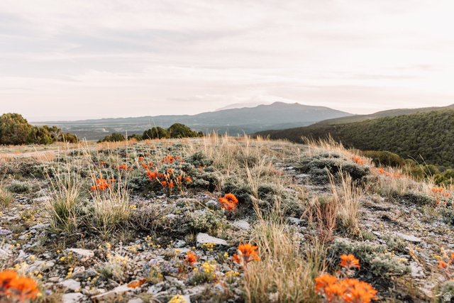 2650 Taylor Mountain Road, Unit REMARK Vernal, UT 84078 - Photo 2 of 7 Upland terrain featuring diverse flora, including vibrant orange wildflowers and various grasses