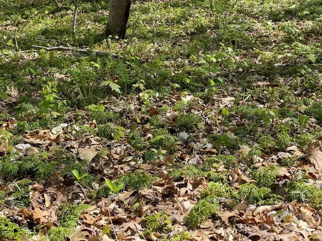 $25,000 | 0 Cawood Lane, Clyde, NC 28721