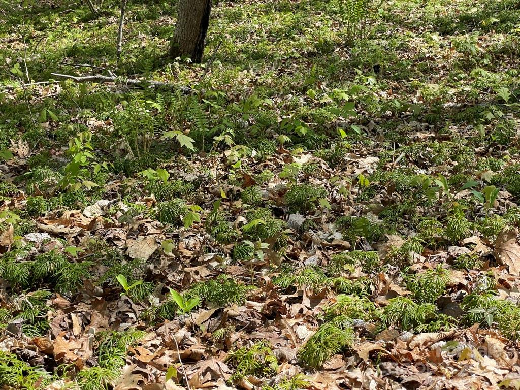 0 Cawood Lane Clyde, NC 28721 - Photo 11 of 11