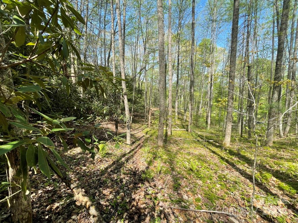 0 Cawood Lane Clyde, NC 28721 - Photo 4 of 11 a view of yard with green space