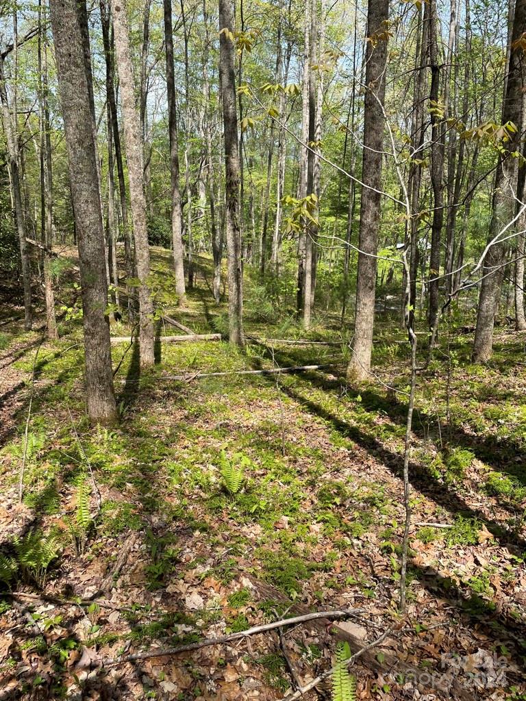 0 Cawood Lane Clyde, NC 28721 - Photo 5 of 11