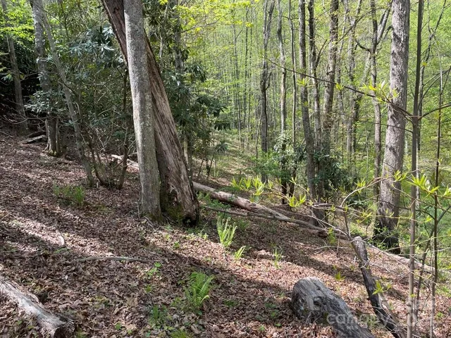 a view of a lush green forest