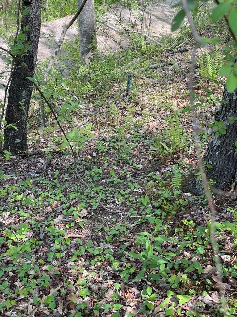 0 Cawood Lane Clyde, NC 28721 - Photo 7 of 11 a view of a lush green forest