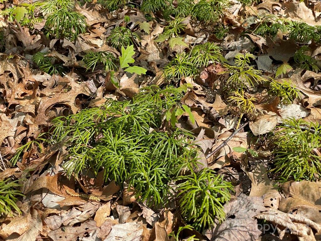 0 Cawood Lane Clyde, NC 28721 - Photo 10 of 11 a view of a tree
