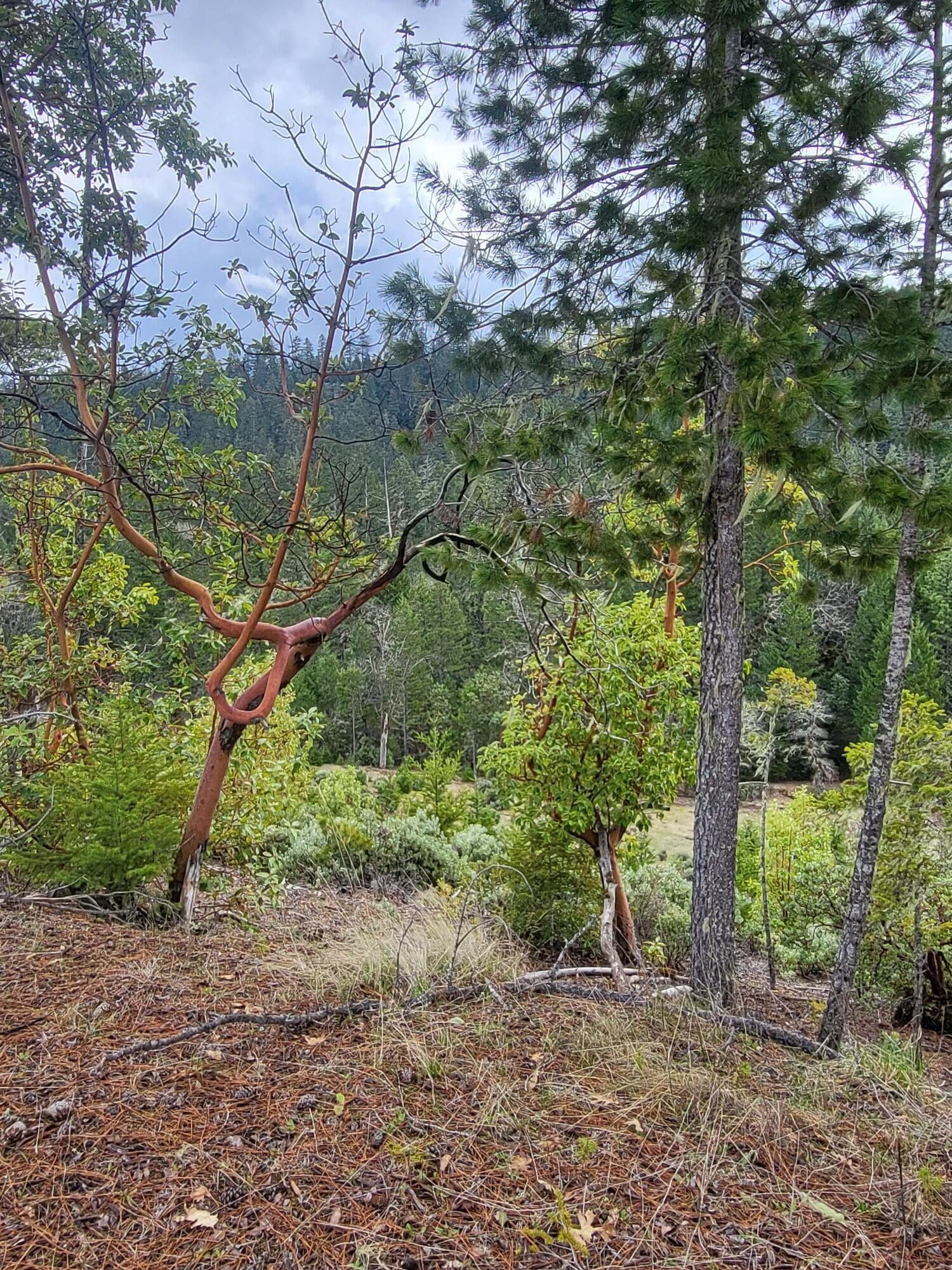 962 Indian Creek Road Selma, OR 97538 - Photo 35 of 42 Eastern Edge of property, overlooking the valley