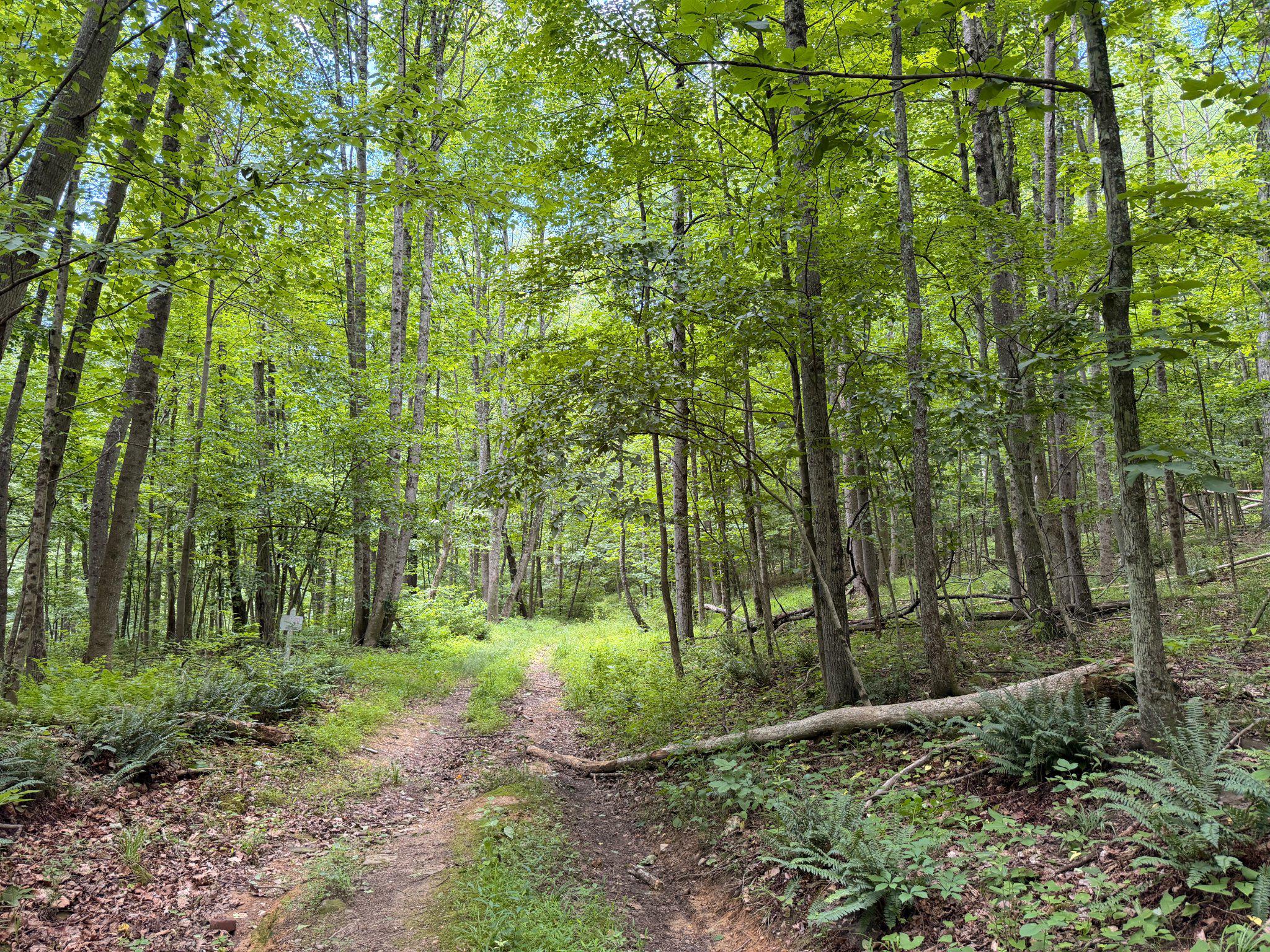 14600 Williams Road Southeast Cumberland, MD 21502 - Photo 24 of 122 Serene forest path beckons adventure.