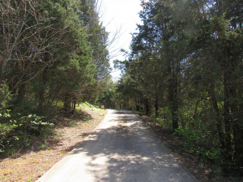 377 Ealey Road Greeneville, TN 37743 - Photo 17 of 23 Tree Lined Driveway