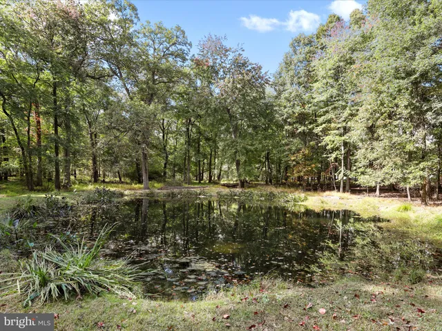 a view of a yard with a lush green forest