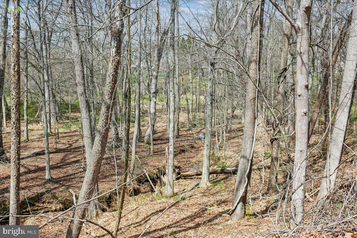 11112 Tara Road Potomac, MD 20854 - Photo 41 of 47 Backyard Trees