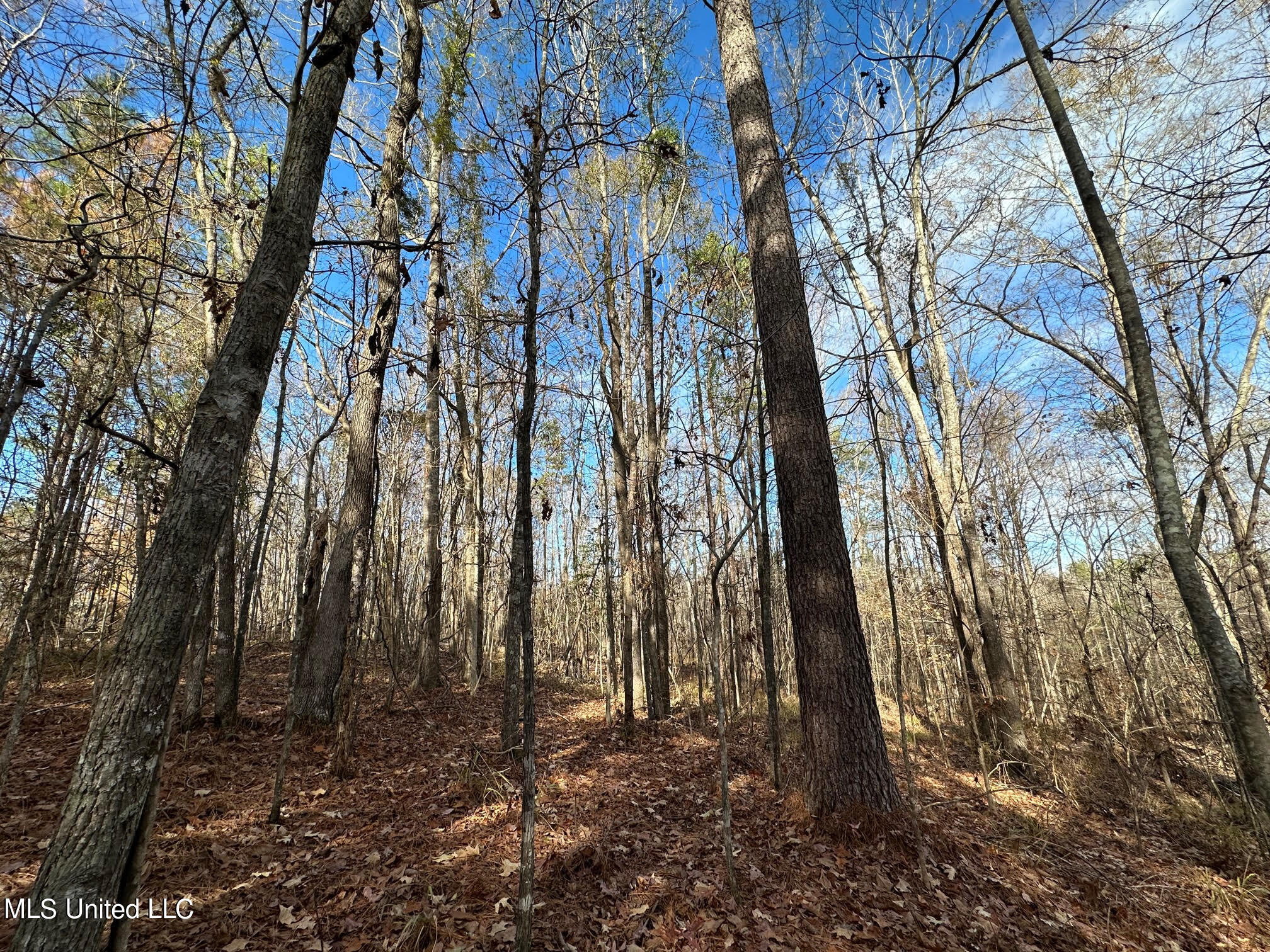 3125 Norman Road Hazlehurst, MS 39083 - Photo 1 of 31 Trees