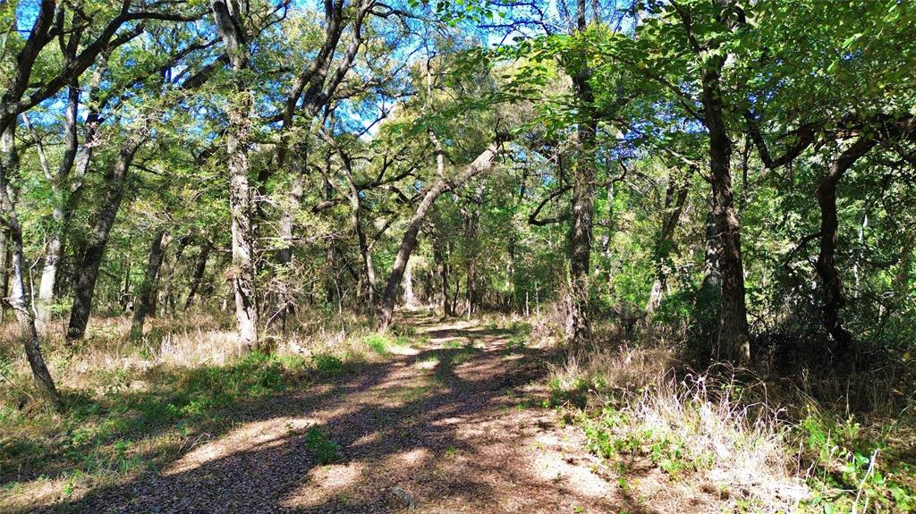 0 Bee Creek Road Maypearl, TX 76064 - Photo 11 of 20 a view of forest