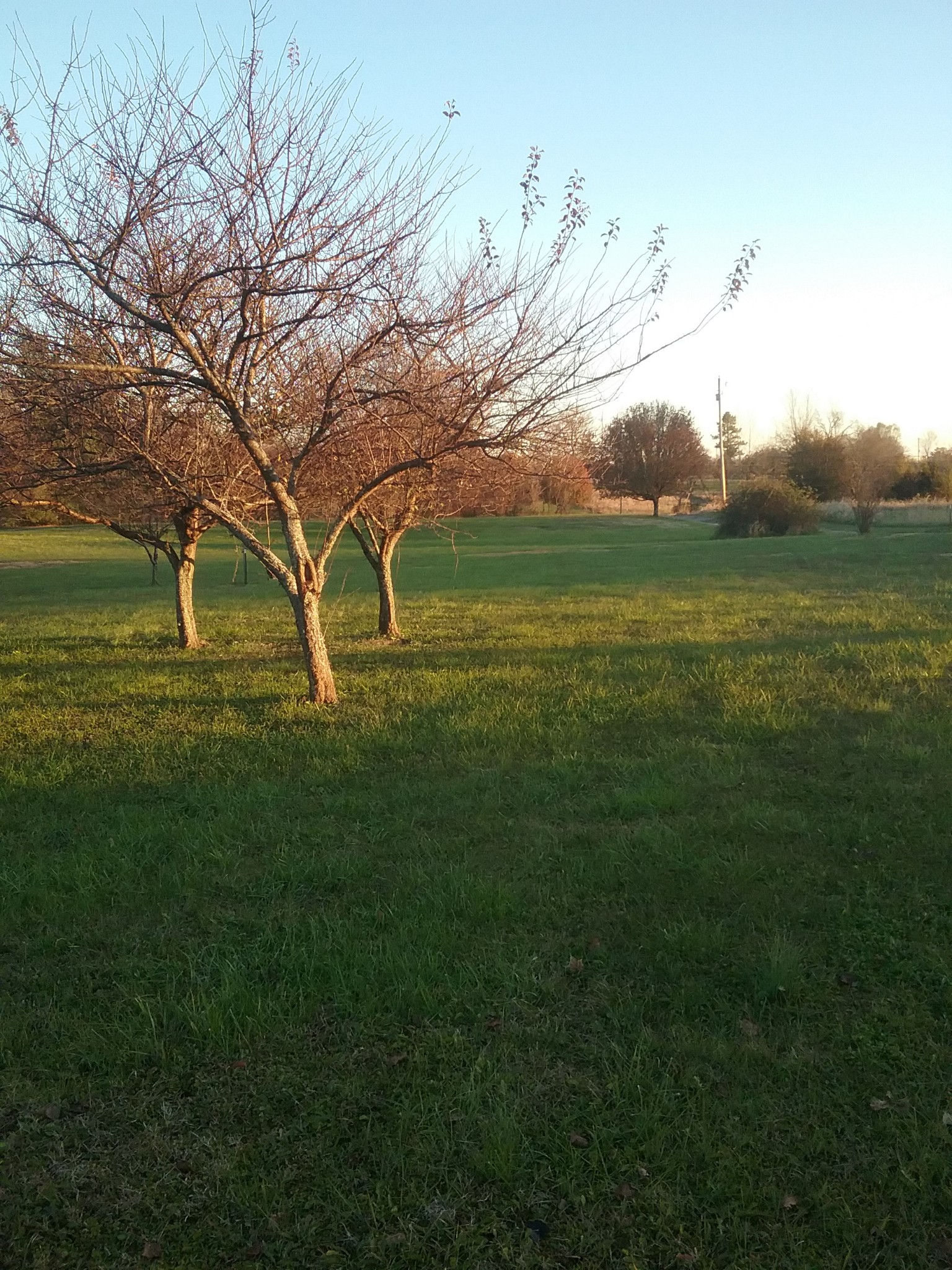 7554 Franklin Road Lebanon, TN 37090 - Photo 18 of 20 a view of a field with an trees