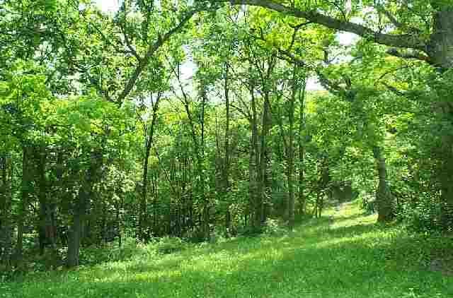Tbd South Schnitzler Road Elizabeth, IL 61028 - Photo 4 of 9 a view of a lush green forest