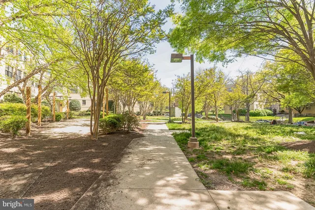 a view of a yard with plants and trees