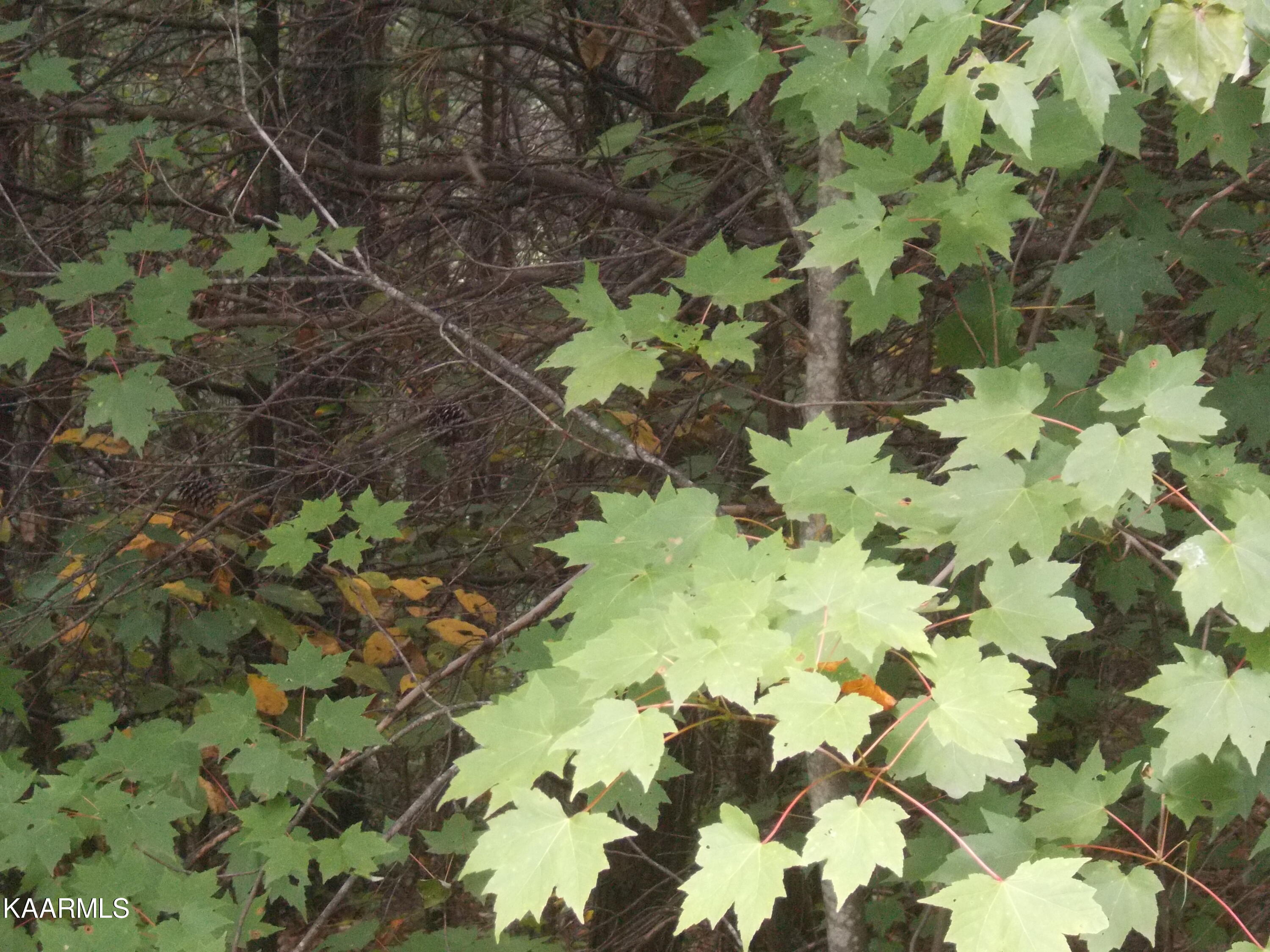 0 Stackstone Road Sevierville, TN 37862 - Photo 15 of 28 F67962C6-5791-47FB-AD6D-1292B4041A12