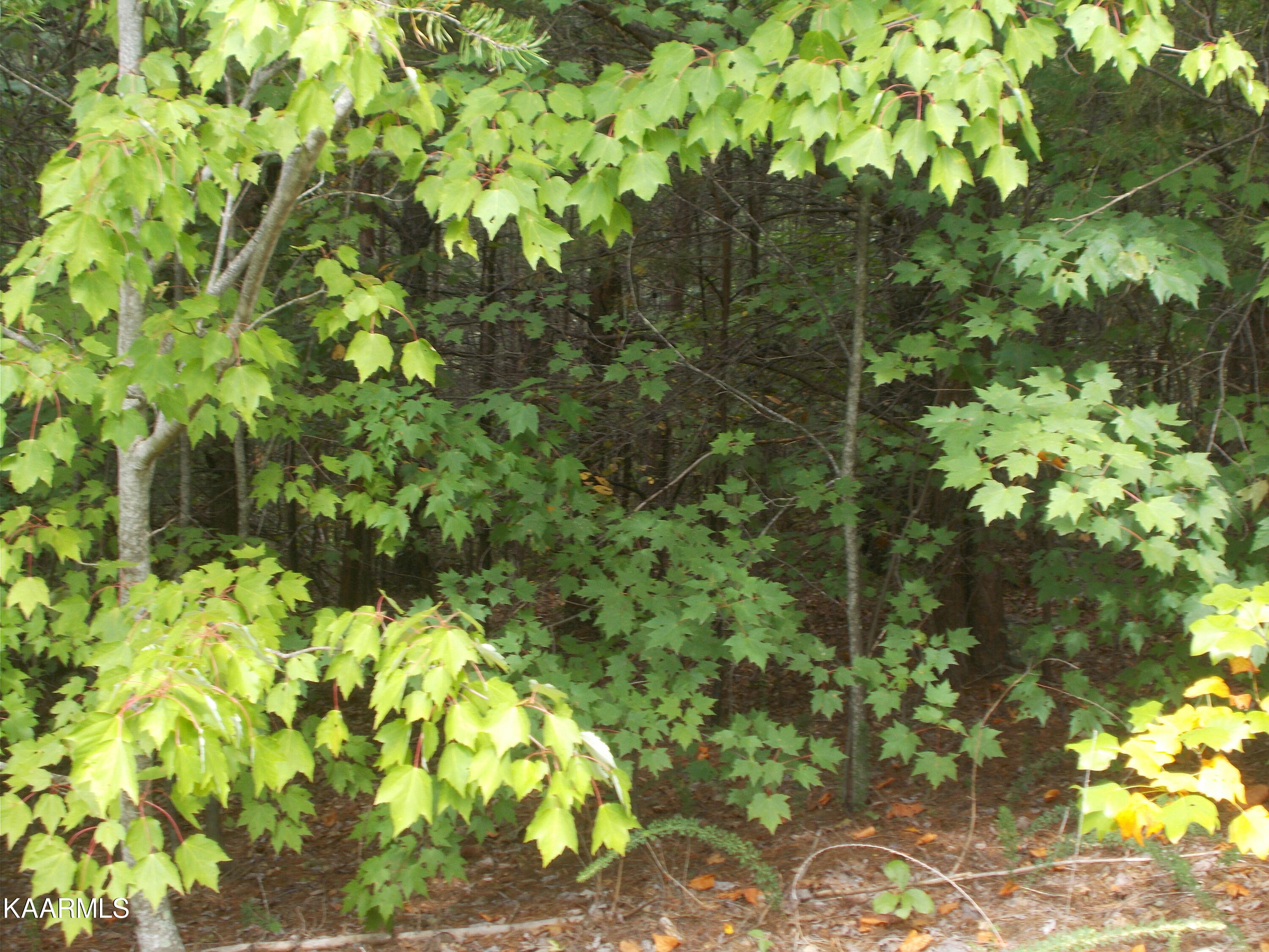 0 Stackstone Road Sevierville, TN 37862 - Photo 16 of 28 5A7BAF04-C592-4B28-9C71-EC148D1EA263