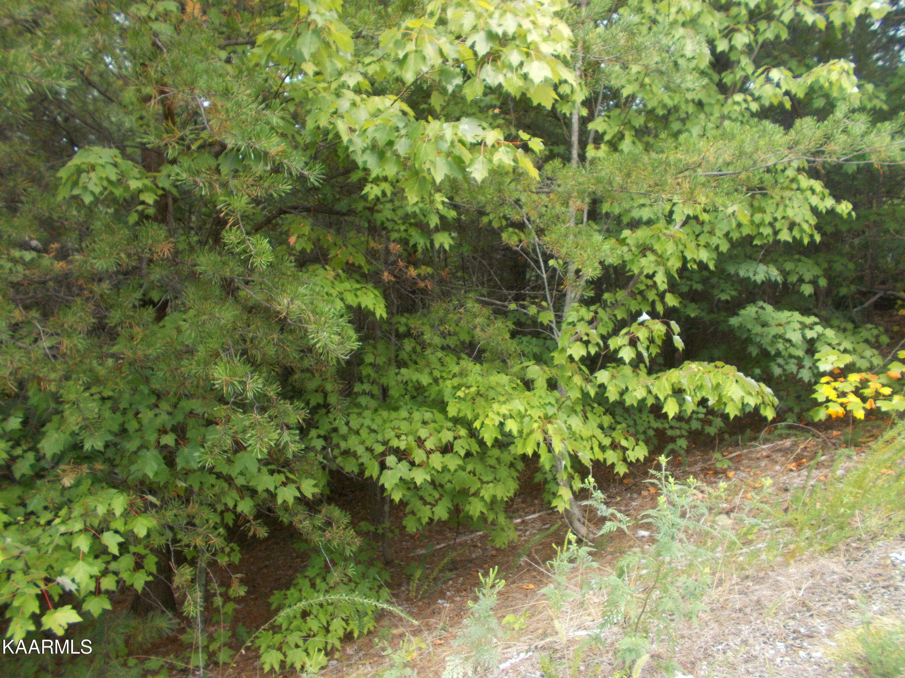 0 Stackstone Road Sevierville, TN 37862 - Photo 17 of 28 A8210EEA-3256-48BD-8C92-B4C0E809510E