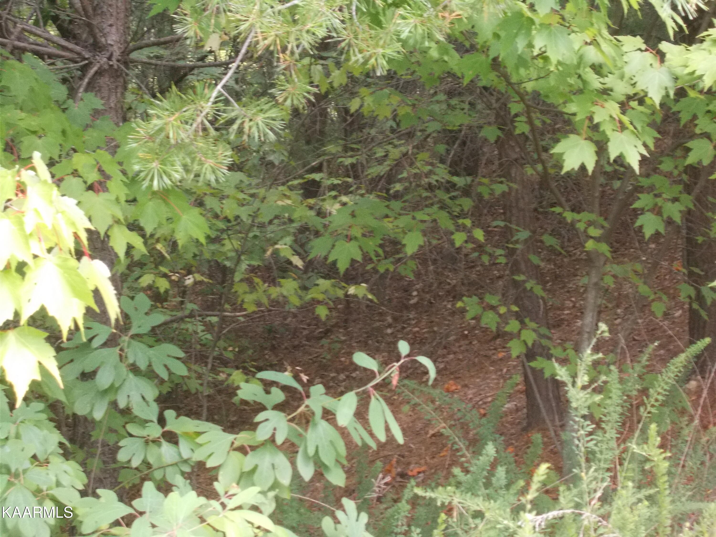 0 Stackstone Road Sevierville, TN 37862 - Photo 20 of 28 C0047C9A-8F2C-4BC2-BE51-55DF24855731