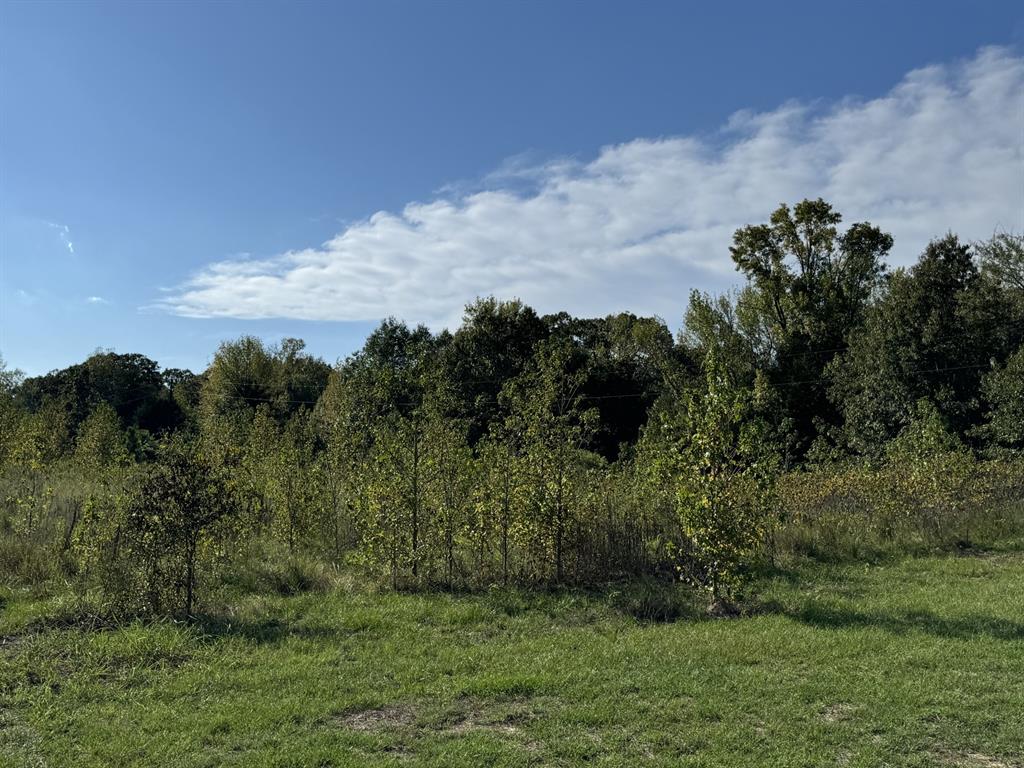 0 Fm 195 Bagwell, TX 75412 - Photo 5 of 6 a view of a yard