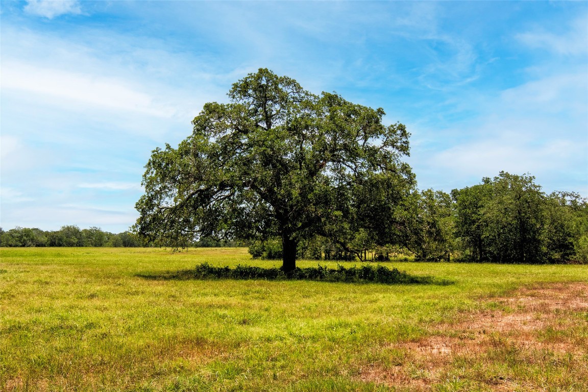 6750 Three Mile Road Flatonia, TX 78941 - Photo 11 of 35 a view of yard with swimming pool and trees