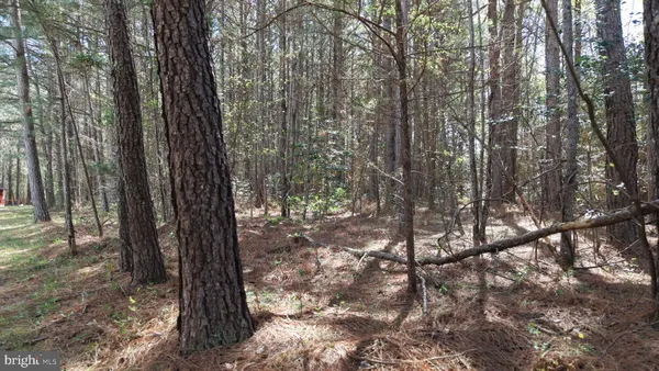 a view of a forest with trees in the background