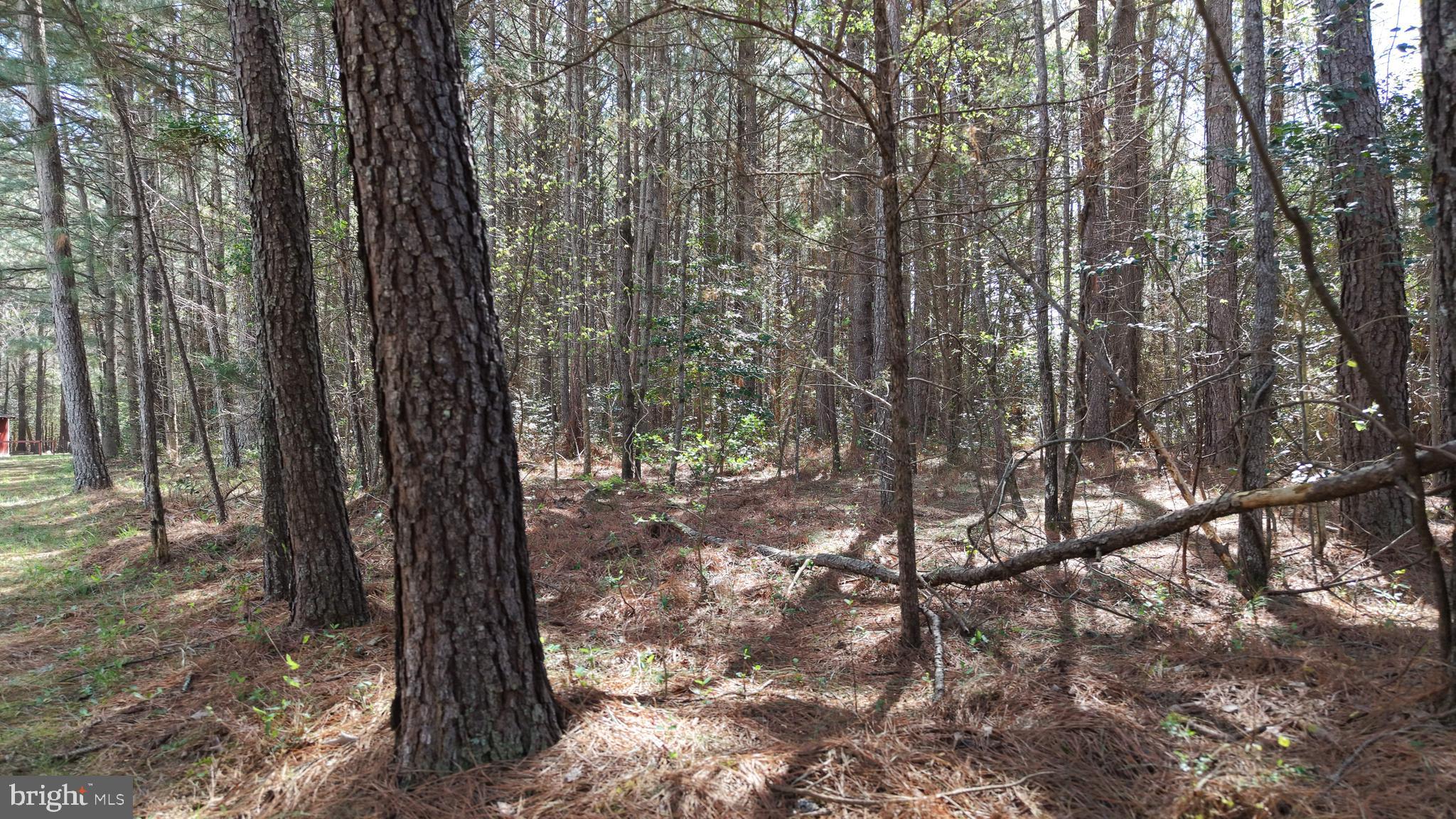 0 Western Mill Road Lawrenceville, VA 23868 - Photo 11 of 11