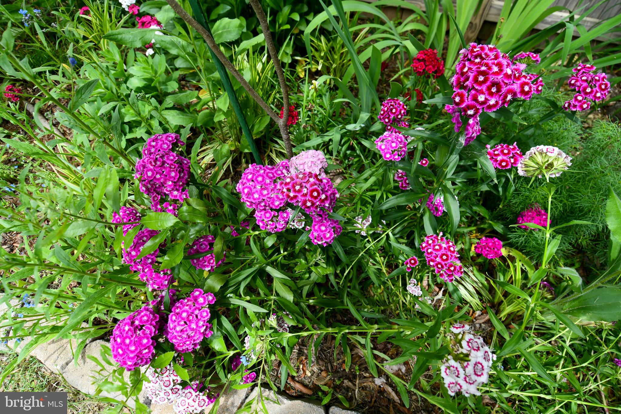 8916 Battery Road Alexandria, VA 22308 - Photo 48 of 53 Lots of beautiful flowers and plants.