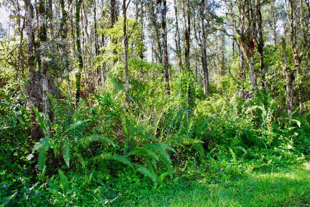 86 Paradise Road Pahoa, HI 96778 - Photo 7 of 7 Gallery Image 7