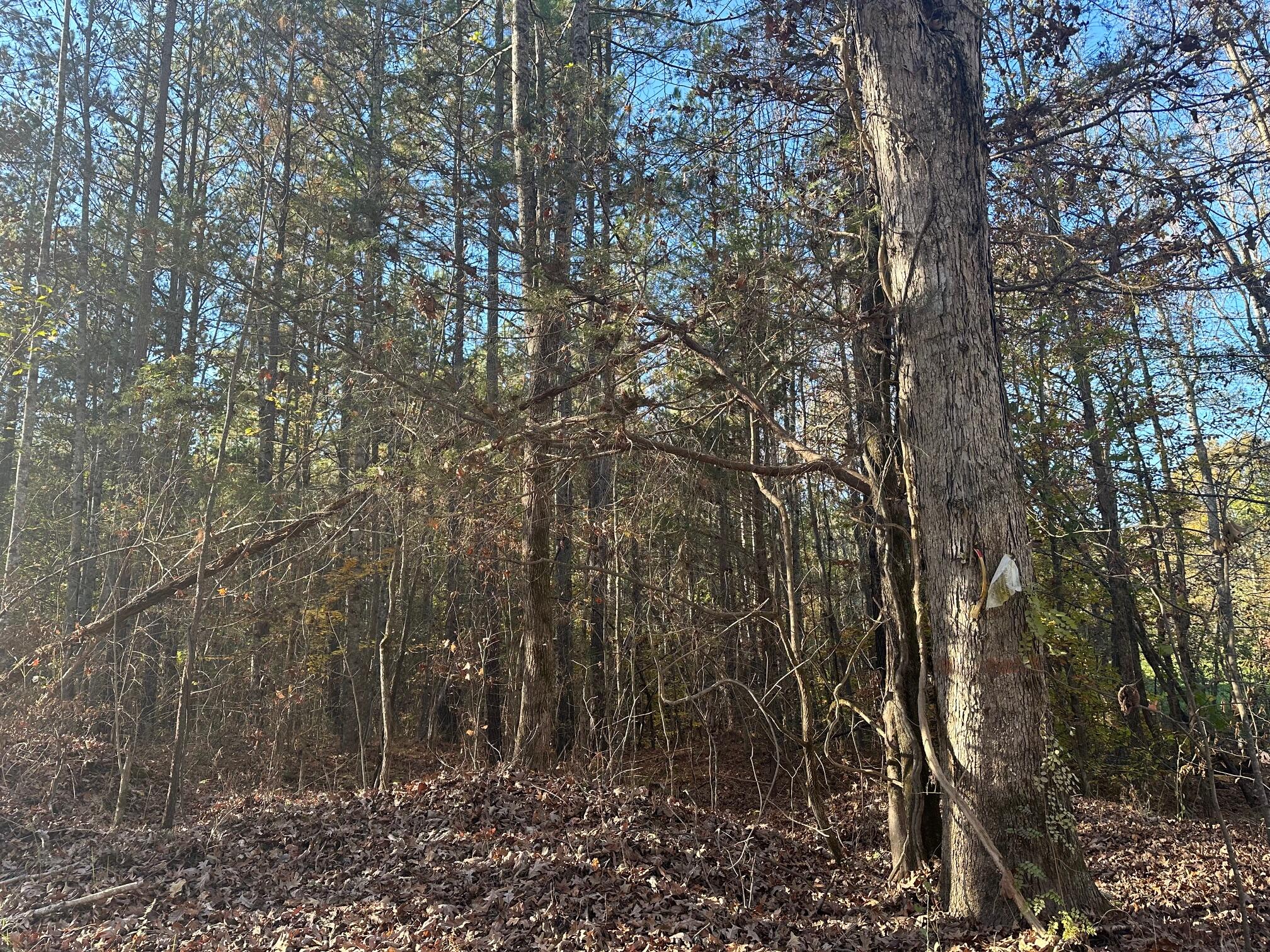 0 Redman Lane Decatur, TN 37322 - Photo 3 of 9 IMG_6795 (1)