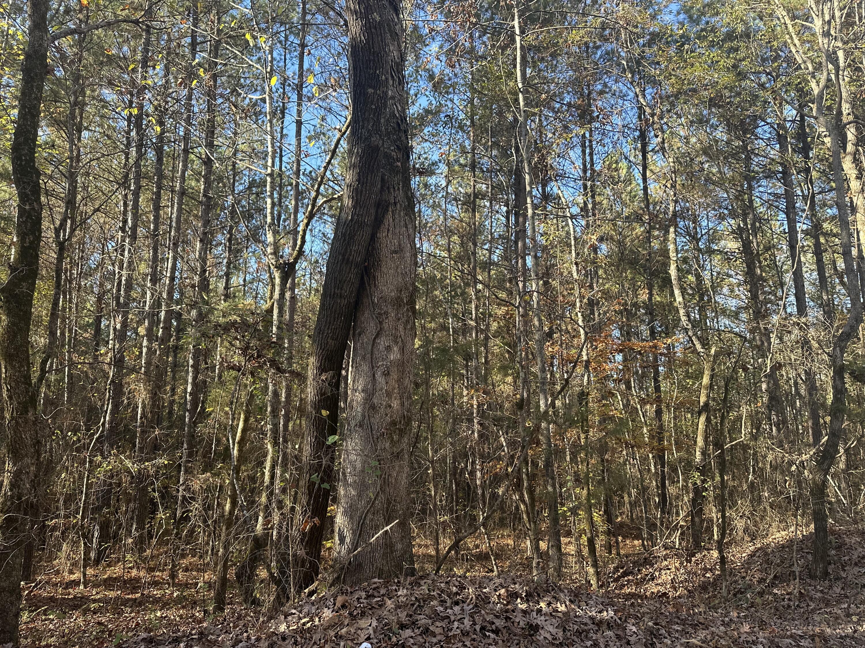 0 Redman Lane Decatur, TN 37322 - Photo 6 of 9 IMG_6798