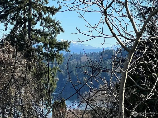 a view of a tree in a yard