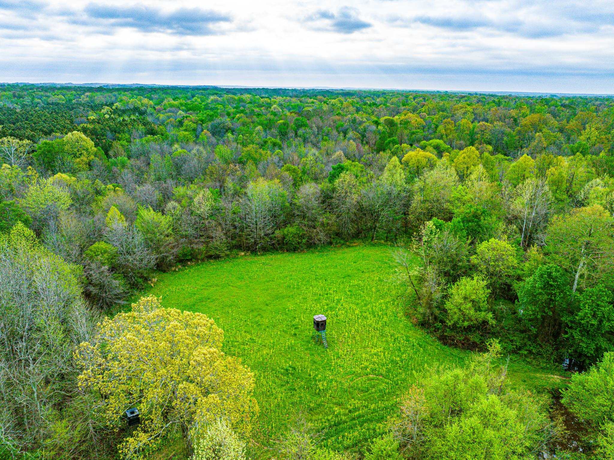 280 Fields Road Dukedom, TN 38226 - Photo 14 of 40 a view of a big yard with plants and large trees