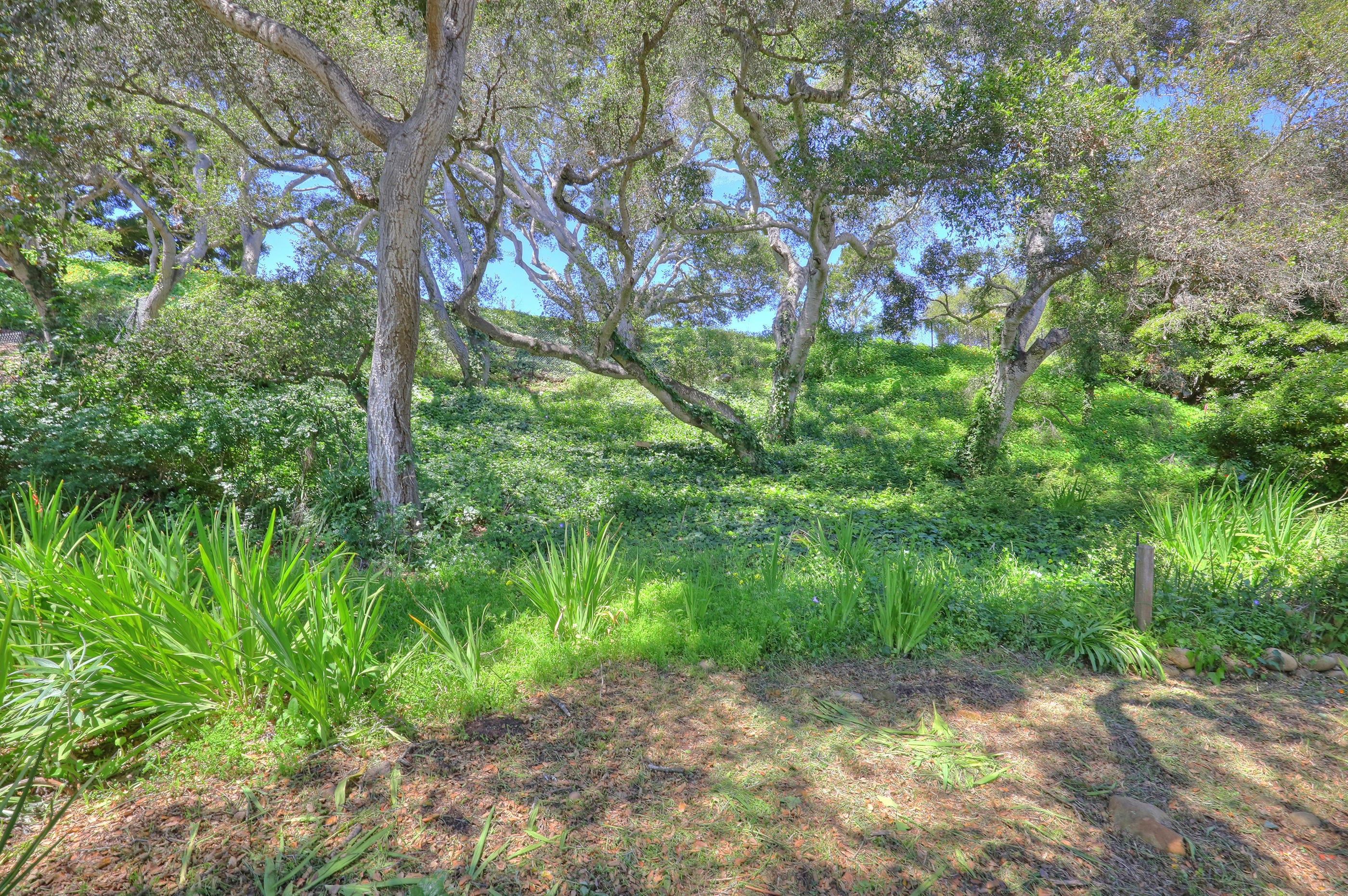 137 Olive Mill Road Montecito, CA 93108 - Photo 26 of 28 a backyard of a house with lots of green space and chair
