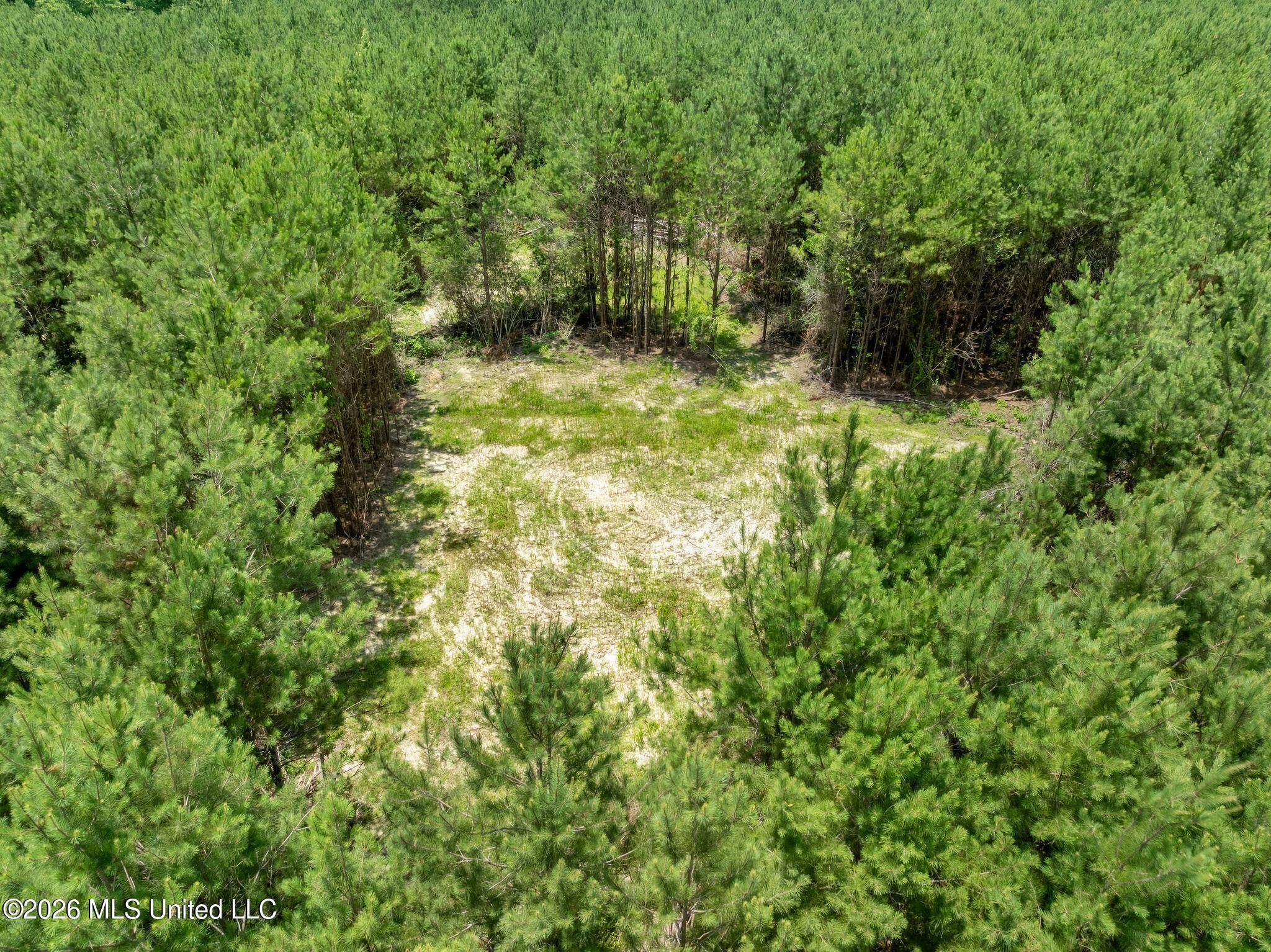 31-acres Ridgeland Road Bassfield, MS 39421 - Photo 19 of 27 85_Ridgeland_Rd-19