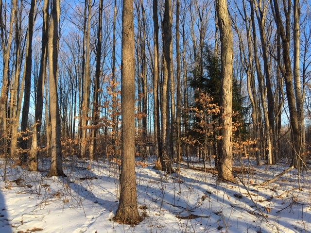 12794 Oakley Road Honor, MI 49640 - Photo 23 of 30 1856062-22.JPG