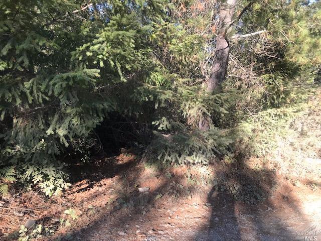 0 Evans Ridge Road Annapolis, CA 95412 - Photo 1 of 1 a picture of tree