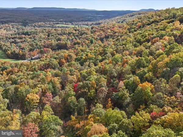 a view of a yard with large trees